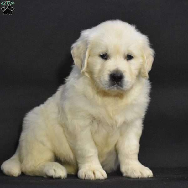 Jasper, English Cream Golden Retriever Puppy